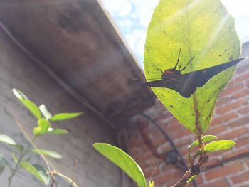 Close-up of insect on leaf