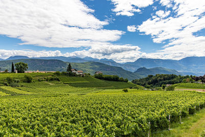 Scenic view of vineyard against sky