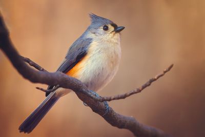 Close-up of bird perching on branch