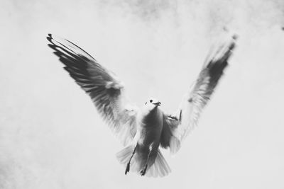 Low angle view of birds flying in sky