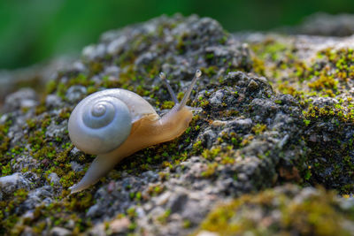 Close-up of snail on rock