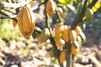 Close-up of orange fruit