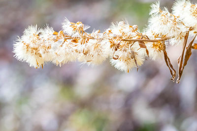 Close-up of wilted flowering plant