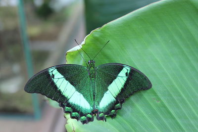 Close-up of butterfly on leaf