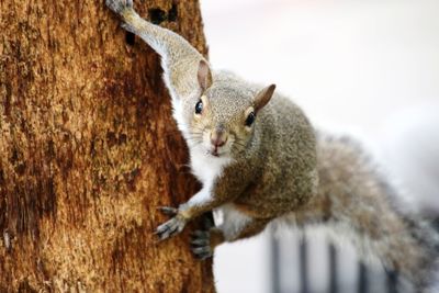 Portrait of squirrel