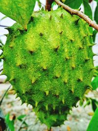 Close-up of cactus