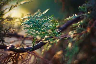 Close-up of pine tree leaves