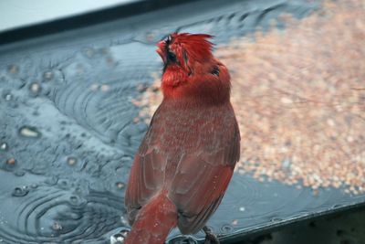 Close-up of red bird