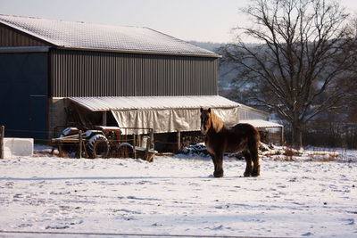 Horse on snow field against trees during winter