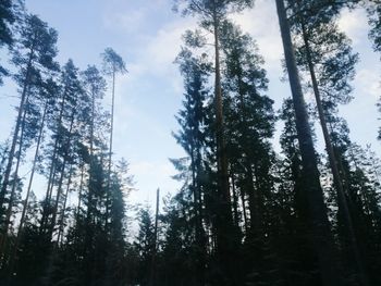 Low angle view of trees against sky