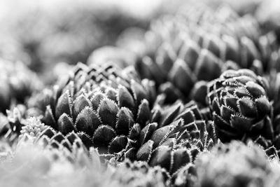 Close-up of pine cone