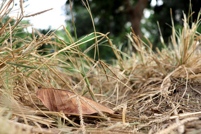 Close-up of dried plant on field