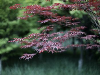 Close-up of pink leaves on plant