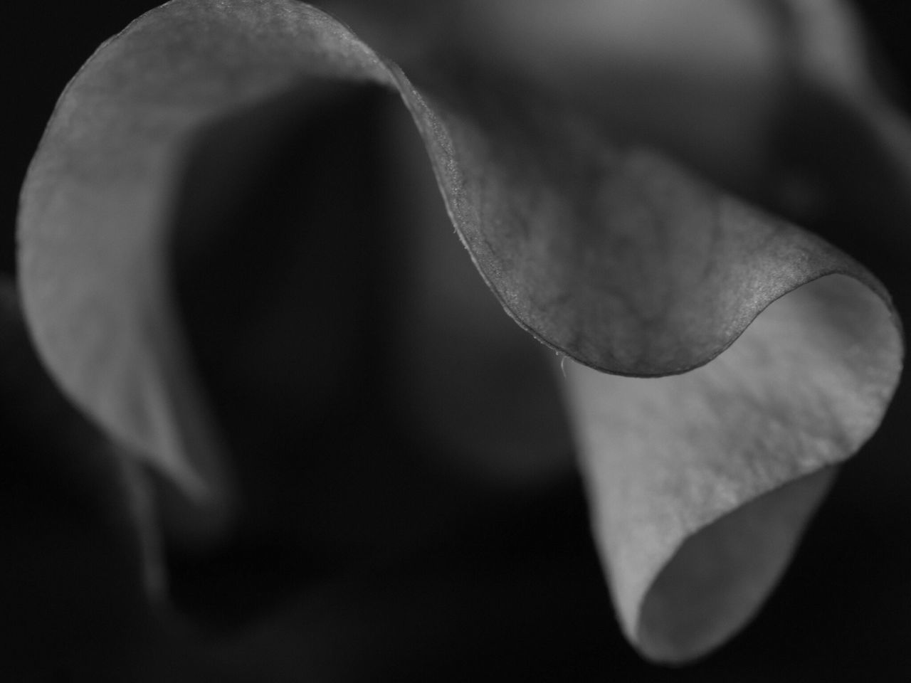 close-up, fragility, no people, nature, indoors, day