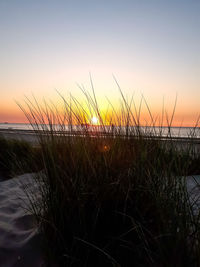 Silhouette grass on beach against sky during sunset