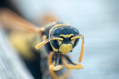 Close-up of insect