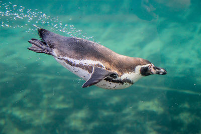 High angle view of fish swimming in sea