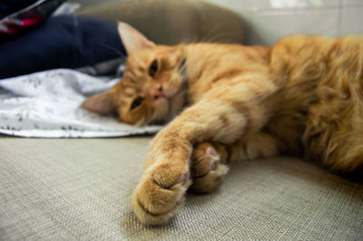 Close-up of cat lying on bed at home