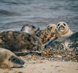 View of seals on beach