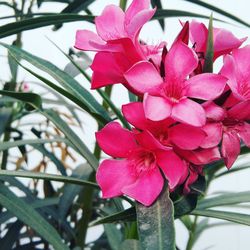 Close-up of pink flowers blooming outdoors