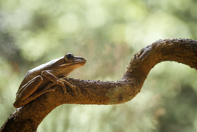 Close-up of lizard on branch