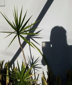 Rear view of silhouette potted plant