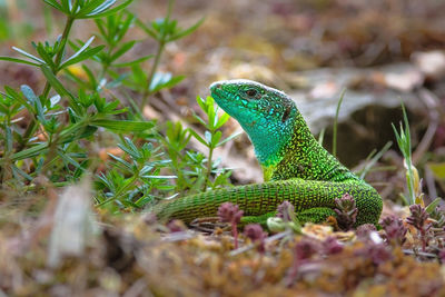 Close-up of a lizard on field