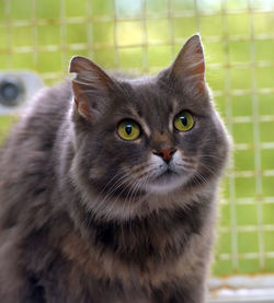 Close-up portrait of cat by wall outdoors