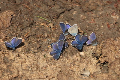 High angle view of blue flower on field