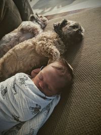 High angle view of baby boy with dogs sleeping on floor at home