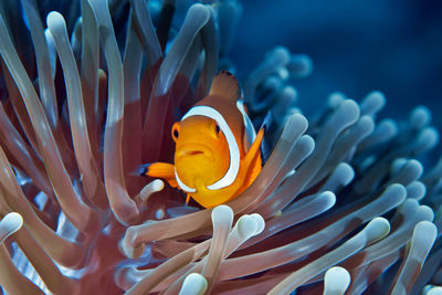 Close-up of fish swimming in sea