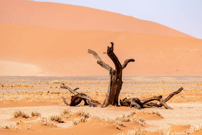 View of driftwood on sand