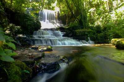 Scenic view of waterfall in forest