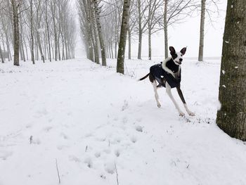 Dog on snow covered landscape