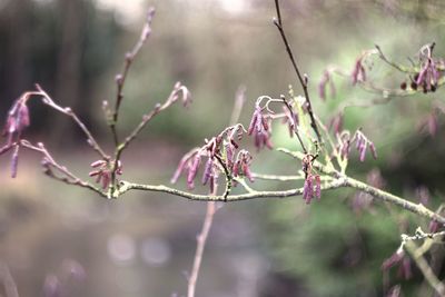 Close-up of flowering plant against blurred background