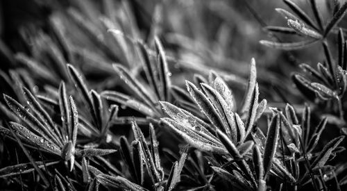 Close-up of plants during winter