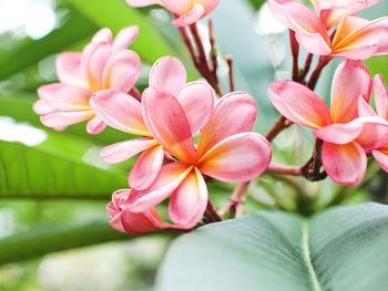 Close-up of pink flowering plants