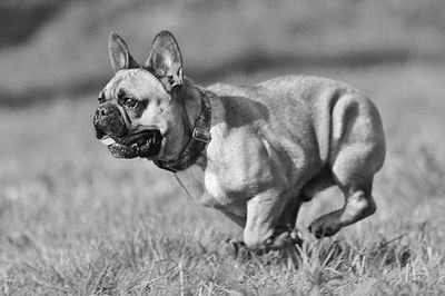 Dog on grassy field