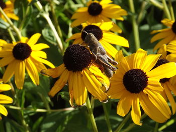 Close-up of butterfly pollinating on yellow flower