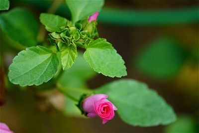 Close-up of rosebud