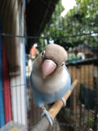 Close-up of bird perching on a toy