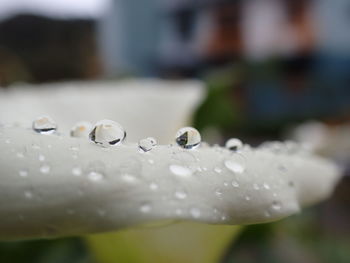 Close-up of water drops on plant