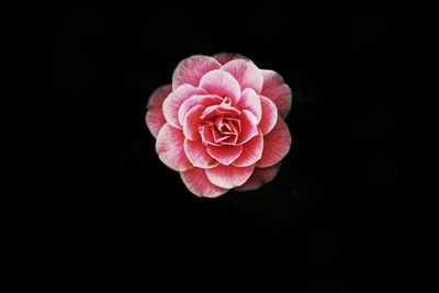 Close-up of fresh pink flower against black background