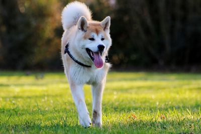 Portrait of dog on field