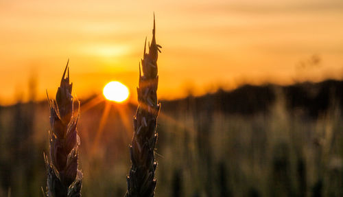 Close-up of plants on field against sky during sunset