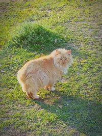 Dog standing on grassy field