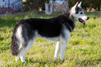 Side view of dog looking away on field