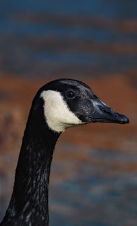 Canadian goose