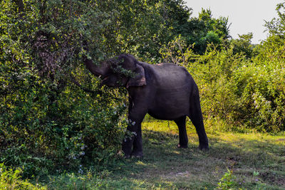 Elephant standing and eating in national parc 