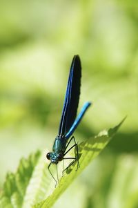 Close-up of a dragonfly on leaf